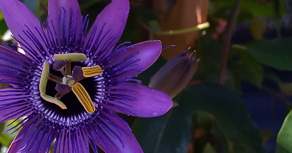 Selection of Passion Flowers at Zone 9 Tropicals