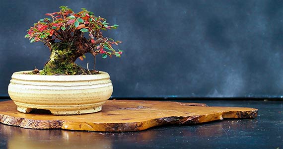 Tropical Bonsai starter plants