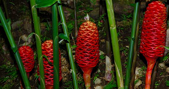 Ginger plants for sale at Zone 9 Tropicals